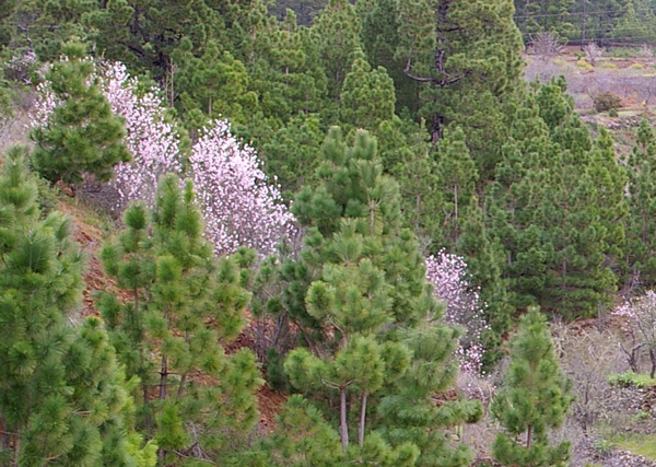 Mandelblüte auf La Palma