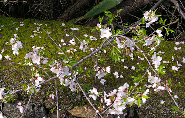 Mandelblüte auf La Palma